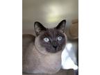 Adopt Olive a Gray or Blue Siamese / Mixed cat in Fort Wayne, IN (39106791)