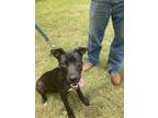 Adopt MARSH E MELLOW a Black - with White Labrador Retriever / Mutt / Mixed dog