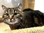 Adopt Meatball a Brown or Chocolate Domestic Shorthair / Domestic Shorthair /