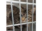 Adopt Forrest a Domestic Shorthair cat in Carthage, MO (39106673)