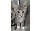Adopt Nightshade a Gray or Blue Domestic Shorthair cat in Carthage