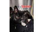 Adopt Spider a All Black Domestic Shorthair cat in Carthage, MO (39106658)