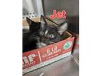 Adopt Jet a All Black Domestic Shorthair cat in Carthage, MO (39106652)