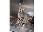 Adopt Spike a Domestic Shorthair cat in Carthage, MO (39106649)