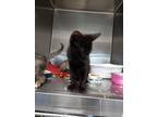 Adopt Salem a All Black Domestic Shorthair cat in Carthage, MO (39106648)