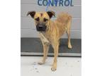 Adopt 84438 a Brown/Chocolate German Shepherd Dog dog in Nogales, AZ (39106712)