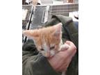 Adopt Cheddar a Orange or Red Domestic Shorthair cat in Carthage, MO (39106642)