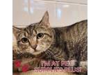 Adopt Blue Ivy a Brown or Chocolate Domestic Shorthair / Domestic Shorthair /