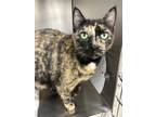 Adopt Elora a All Black Domestic Shorthair / Domestic Shorthair / Mixed cat in
