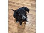 Adopt Nimona a Black Labrador Retriever / Foxhound dog in Kelowna, BC (39106726)
