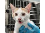 Adopt Bolt a White Domestic Shorthair cat in Carthage, MO (39106676)