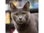 Adopt Alice a Gray or Blue Domestic Shorthair / Mixed cat in LaGrange