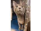 Adopt Marimba a Gray or Blue Russian Blue (short coat) cat in Sullivan