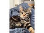 Adopt BERETTA a Tiger Striped Tabby / Mixed (short coat) cat in Hemingway