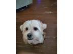 Adopt Joker a White Lhasa Apso / Mixed dog in Pooler, GA (39106471)