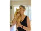 Adopt Nacho a Orange or Red American Shorthair / Mixed (short coat) cat in