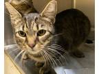 Adopt Laylah a Gray, Blue or Silver Tabby Domestic Shorthair / Mixed (short