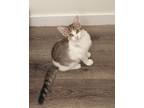 Adopt Sydney #2 a Brown Tabby Domestic Shorthair (short coat) cat in Westfield