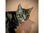 Adopt Fern a Brown Tabby Domestic Shorthair (short coat) cat in Mechanicsville