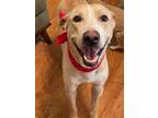 Adopt Zeke a Tan/Yellow/Fawn Boxer / Labrador Retriever / Mixed dog in Houston