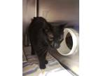 Adopt Leeloo a All Black Bombay / Domestic Shorthair / Mixed cat in Roseville