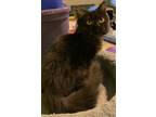 Adopt Shadow ***COURTESY POST*** a All Black Persian / Mixed cat in York County