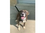 Adopt Barbie a Brown/Chocolate Husky / American Pit Bull Terrier / Mixed dog in