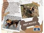 Adopt Rocks a Brown/Chocolate - with Tan Beagle / Terrier (Unknown Type