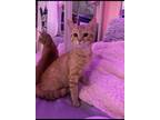 Adopt Lynyrd a Orange or Red American Shorthair / Mixed (short coat) cat in