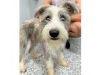 Adopt Sizzle a Gray/Blue/Silver/Salt & Pepper Jack Russell Terrier / Mixed dog