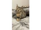 Adopt Lilly a Tan or Fawn American Shorthair (short coat) cat in Philadelphia