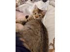 Adopt Stardust a Brown Tabby Maine Coon / Mixed (medium coat) cat in Phoenix