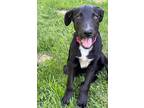 Adopt Volcom a Labrador Retriever / Mixed dog in new london, WI (39097985)