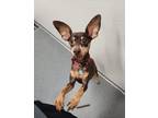 Adopt Pablo a Red/Golden/Orange/Chestnut Miniature Pinscher / Mixed dog in