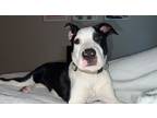 Adopt Auggie a English Pointer / Boxer dog in Denver, CO (39100568)