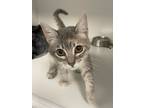 Adopt The Situation a Gray or Blue Domestic Shorthair / Domestic Shorthair /