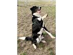 Adopt Brodie a Black Border Collie / Mixed dog in Burlington, WA (39098837)