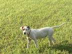 Adopt Endora a White - with Brown or Chocolate Labrador Retriever / Mutt / Mixed