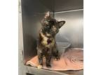 Adopt Zuzu a Domestic Shorthair / Mixed cat in Troy, VA (39105781)