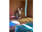 Adopt Juliet a Gray, Blue or Silver Tabby Domestic Shorthair (short coat) cat in