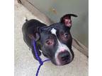 Adopt Crusoe a Boxer / Mixed dog in Grand Rapids, MI (39105800)