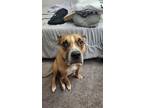 Adopt Clyde a Tan/Yellow/Fawn American Pit Bull Terrier / Boxer / Mixed dog in