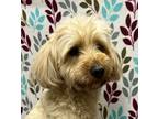 Adopt Edward a Tan/Yellow/Fawn Goldendoodle / Mixed dog in Frederick