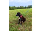 Adopt Moose a Black - with White Labrador Retriever / Mutt / Mixed dog in