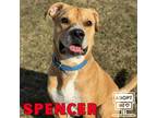 Adopt Spencer a Tan/Yellow/Fawn Boxer / Labrador Retriever / Mixed dog in