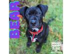 Adopt Bear a Black Retriever (Unknown Type) / Mixed dog in Belleville