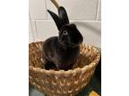 Adopt Brody a Black Rex / Mixed rabbit in Fairfax, VA (39105460)