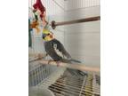 Adopt Barney a Cockatiel bird in Grandview, MO (39096489)