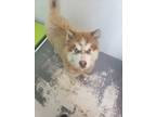 Adopt Teddy Bear a Red/Golden/Orange/Chestnut Alaskan Malamute / Husky / Mixed