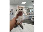 Adopt Marta a Orange or Red Domestic Mediumhair / Domestic Shorthair / Mixed cat